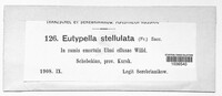 Eutypella stellulata image